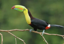 Costa Rica en el IV CEMACYC de República Dominicana