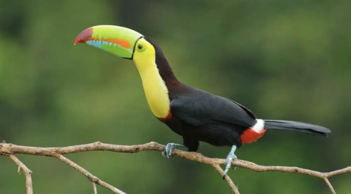 Costa Rica en el IV CEMACYC de República Dominicana